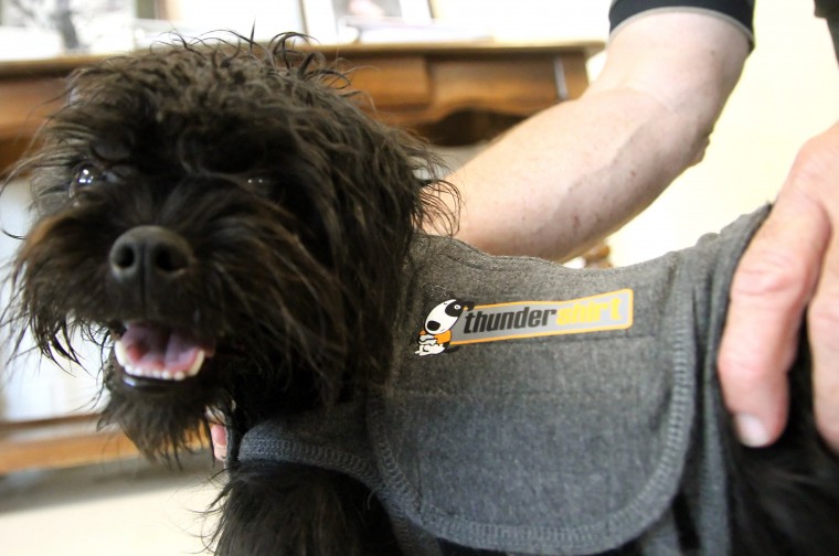 Thundershirts for Cove dogs